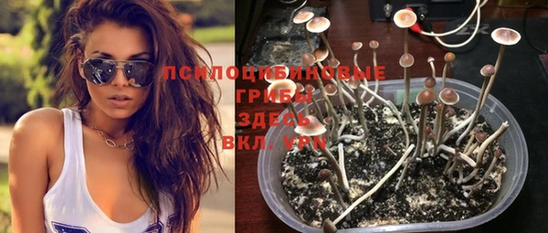 сатива Козловка